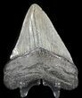 Fossil Megalodon Tooth - South Carolina #47613-1